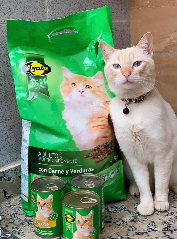 We Found These Hilarious And Heartwarming Cat Photos On The “Meaaaow” Facebook Page (40 Pics)
