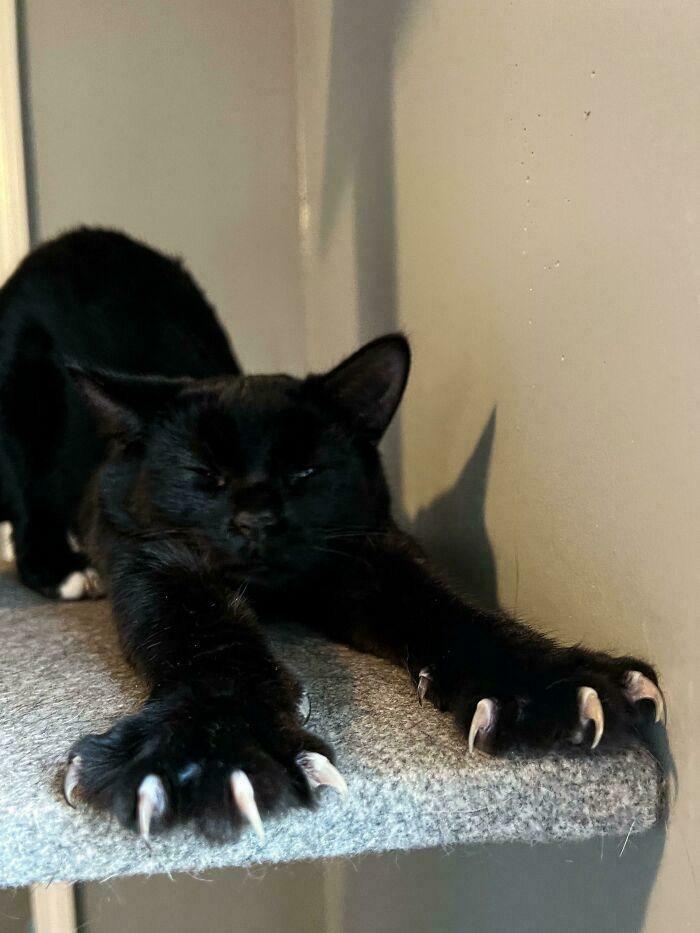 Close-up of a black cat stretching with sharp cat claws fully extended.