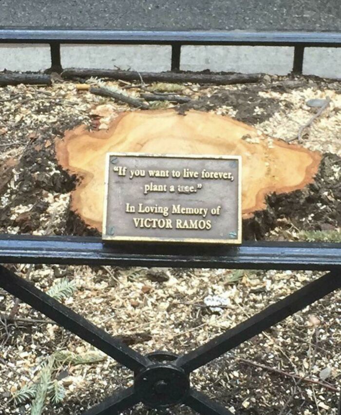 A tree stump with a memorial plaque that says, If you want to live forever, plant a tree. An example of how badly beliefs and words will age.