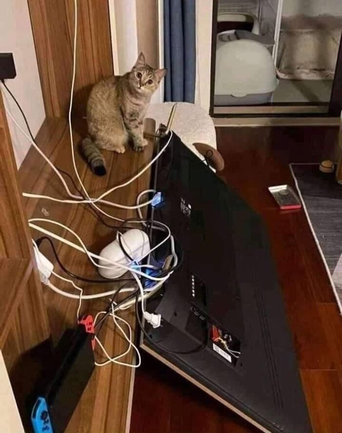 We Found These Hilarious And Heartwarming Cat Photos On The “Meaaaow” Facebook Page (40 Pics)