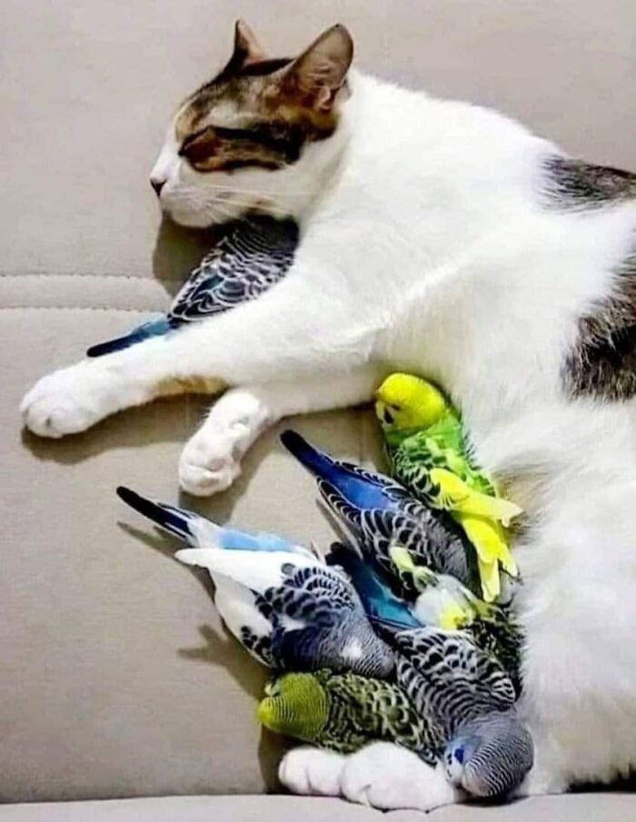 We Found These Hilarious And Heartwarming Cat Photos On The “Meaaaow” Facebook Page (40 Pics)
