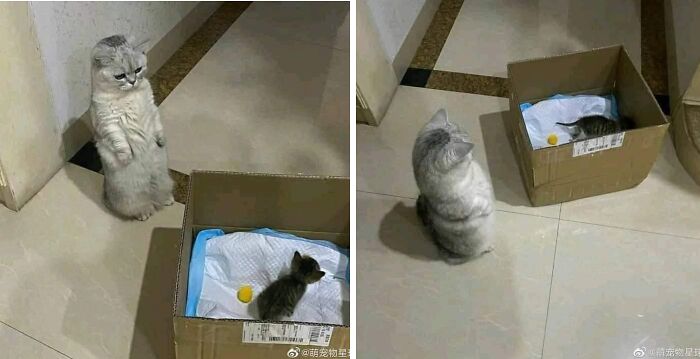 We Found These Hilarious And Heartwarming Cat Photos On The “Meaaaow” Facebook Page (40 Pics)