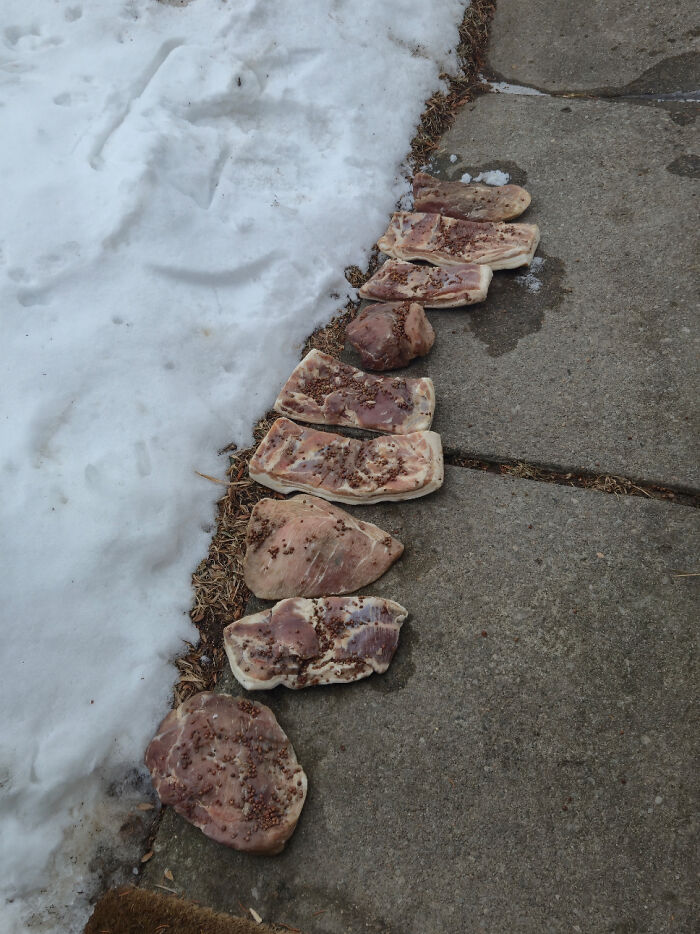 A truly bizarre sight of several pieces of raw meat lined up on a concrete path next to snow, suggesting one might be hallucinating.