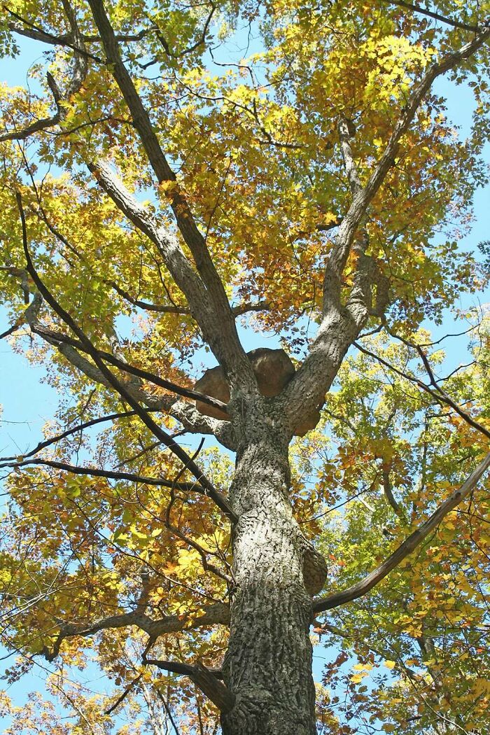 A truly bizarre large rock inexplicably lodged within the branches of a tall tree with yellow leaves against a blue sky.