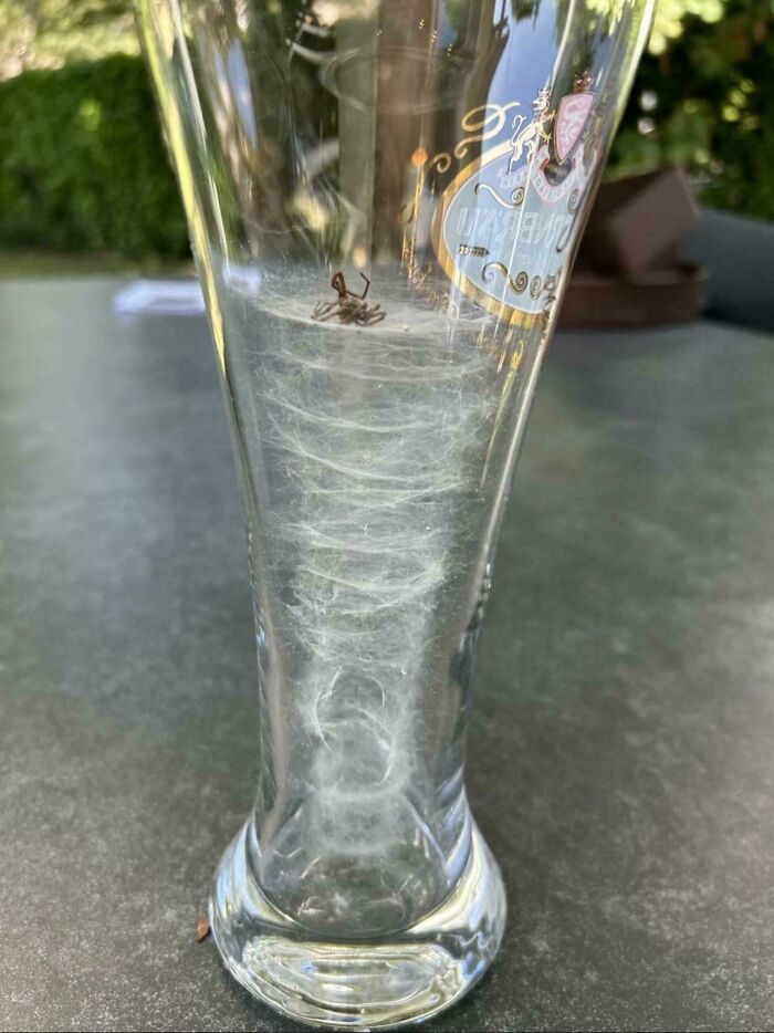 A tall glass with a spider and a tornado of cobwebs inside, a truly bizarre and unexpected find.