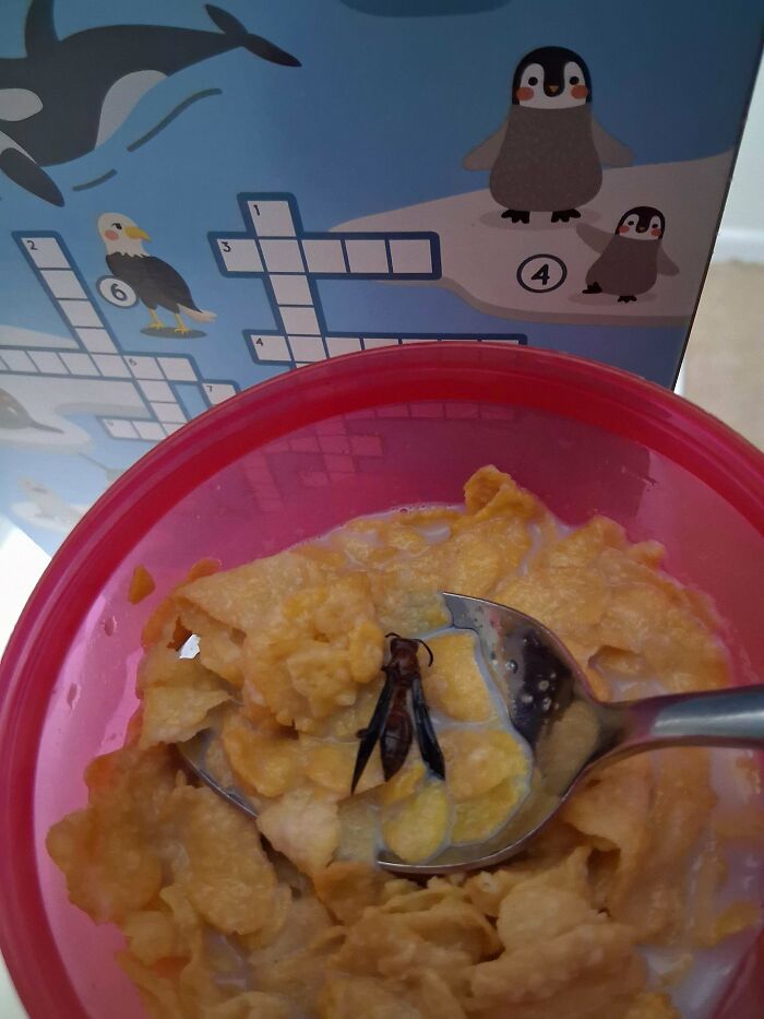 A truly bizarre image of a wasp in a spoon of cereal, making viewers hallucinate this strange occurrence.