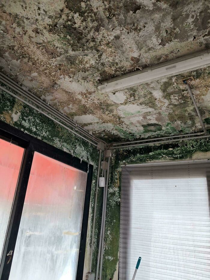 A room with a ceiling and walls covered in green and brown mold, a truly bizarre thing to take a photo of.