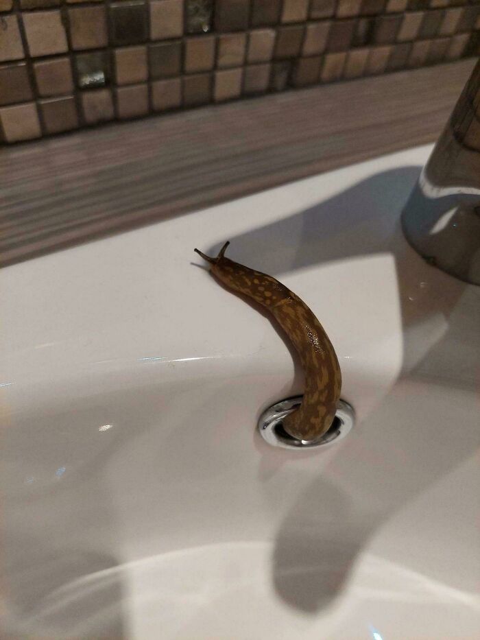 A bizarre thing: a large, spotted slug emerging from the drain of a white sink, captured in a strange photo.