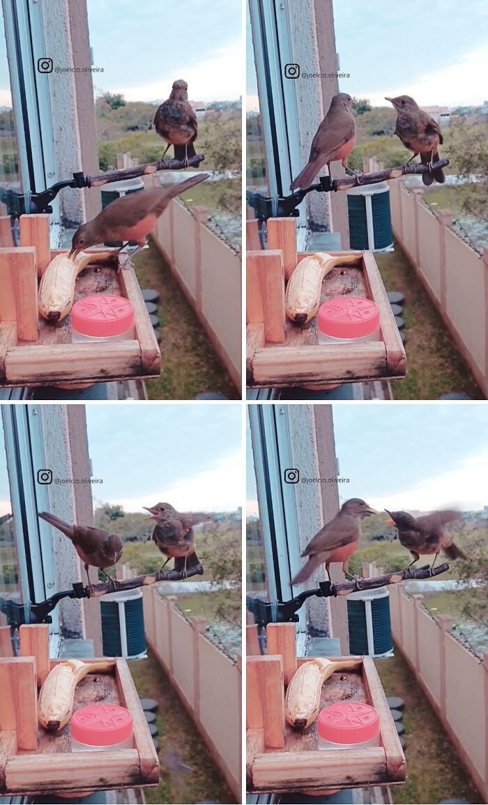 A sequence of images showing small brown birds visiting a bird restaurant outside a window, eating bananas from a feeder.