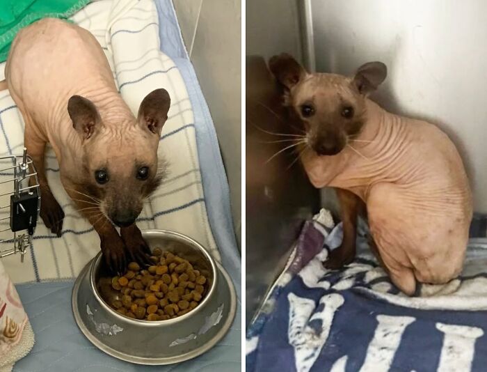 A truly bizarre hairless animal with dark paws and face, eating from a metal bowl, looking up in a room.