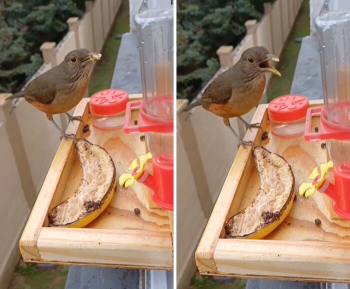 A bird eating from a bird restaurant, with a banana and seeds available for the guests.