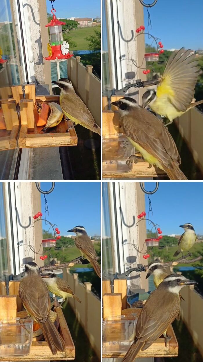 A Kiskadee lands on a bird restaurant with a fruit tray and feeder, attracting bird guests to a Brazilian man's window.