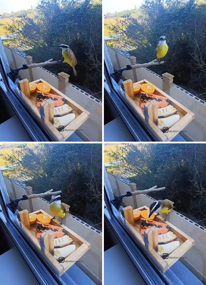 Four panels depicting birds arriving at a window bird restaurant, with a wooden tray of various fruits for guests.
