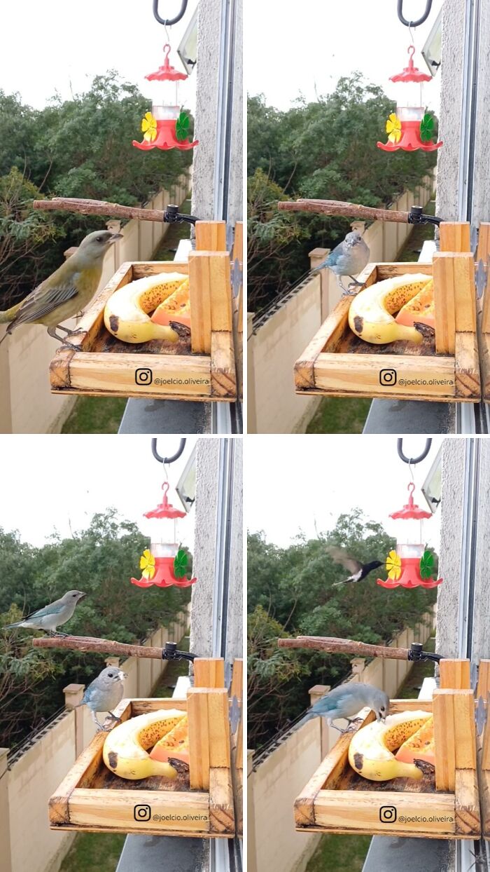 Various birds visiting a window bird restaurant, eating bananas. This bird restaurant provides food and shelter to the birds.