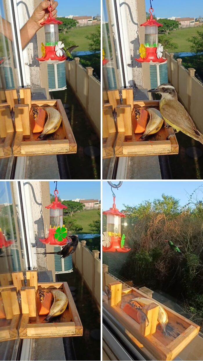 Various birds including a hummingbird and a kiskadee visit a Brazilian man's window bird restaurant for food.