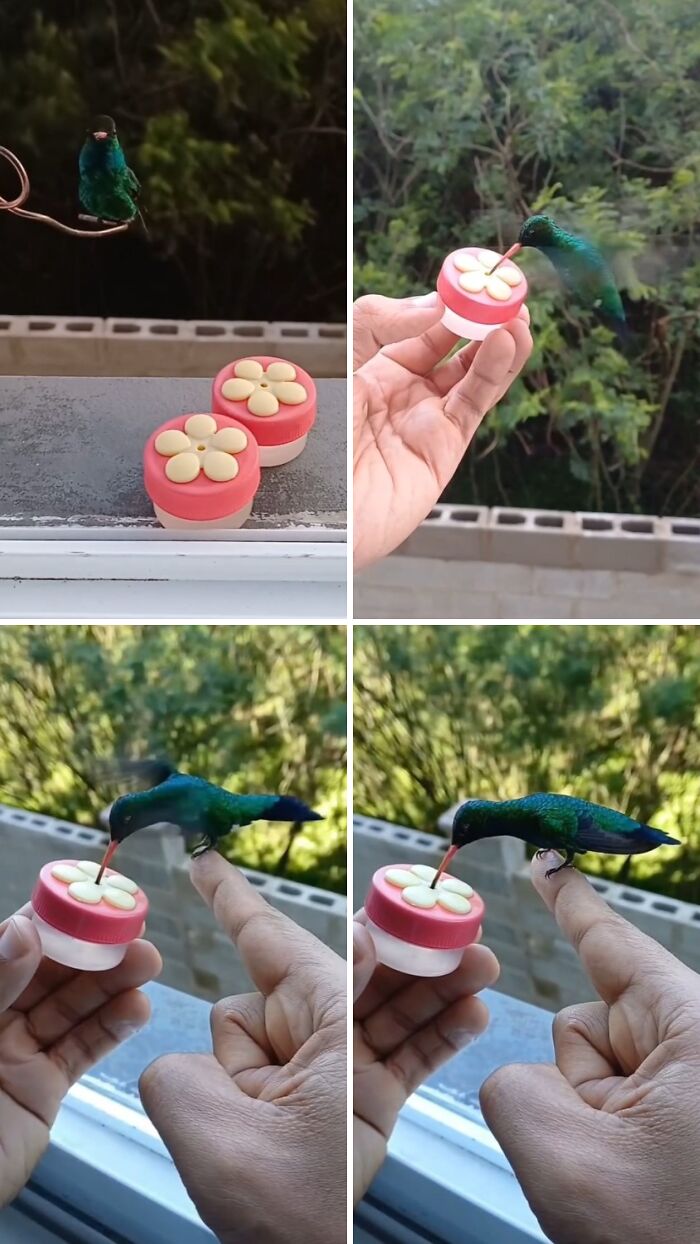 A four-panel image of a hummingbird drinking from a small, flower-decorated feeder held by a person at a bird restaurant.
