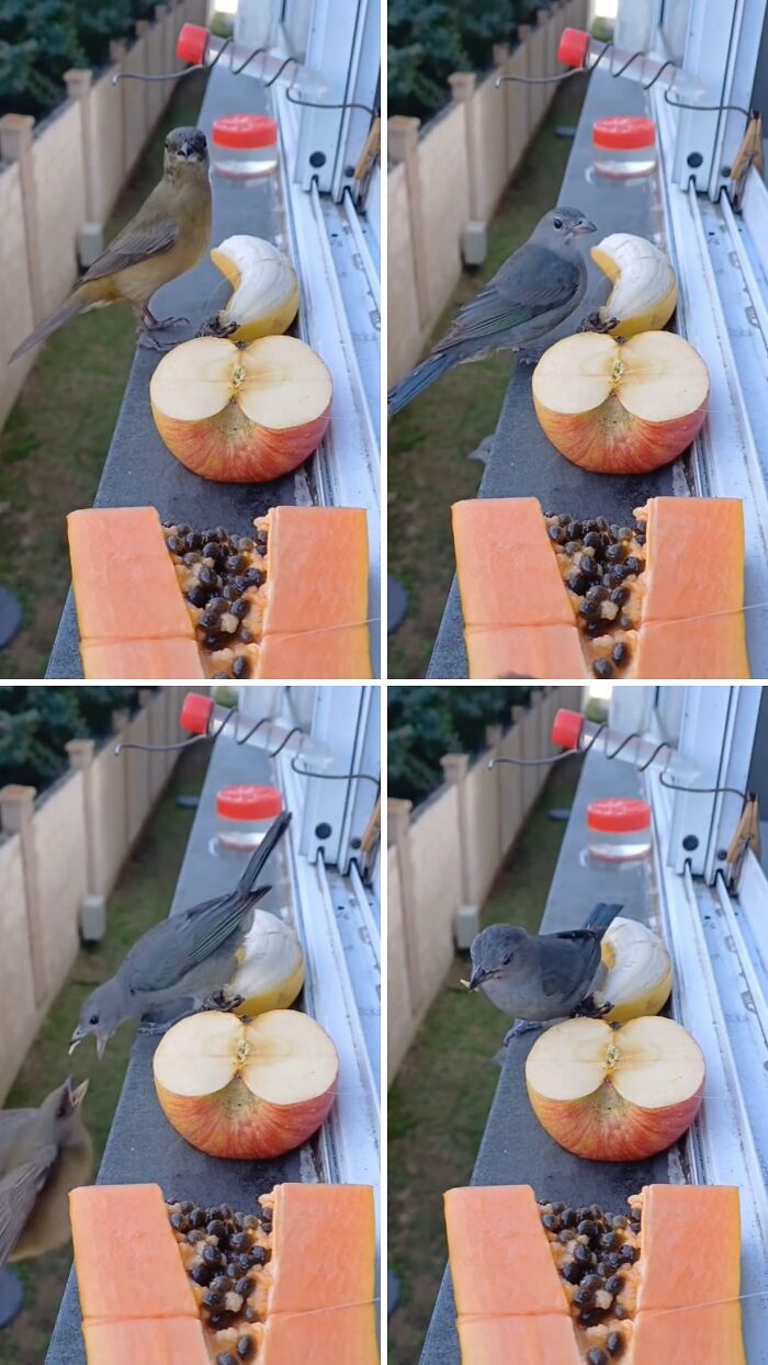 A series of images showing different birds at a window bird restaurant, enjoying apples, papaya, and other fruits.