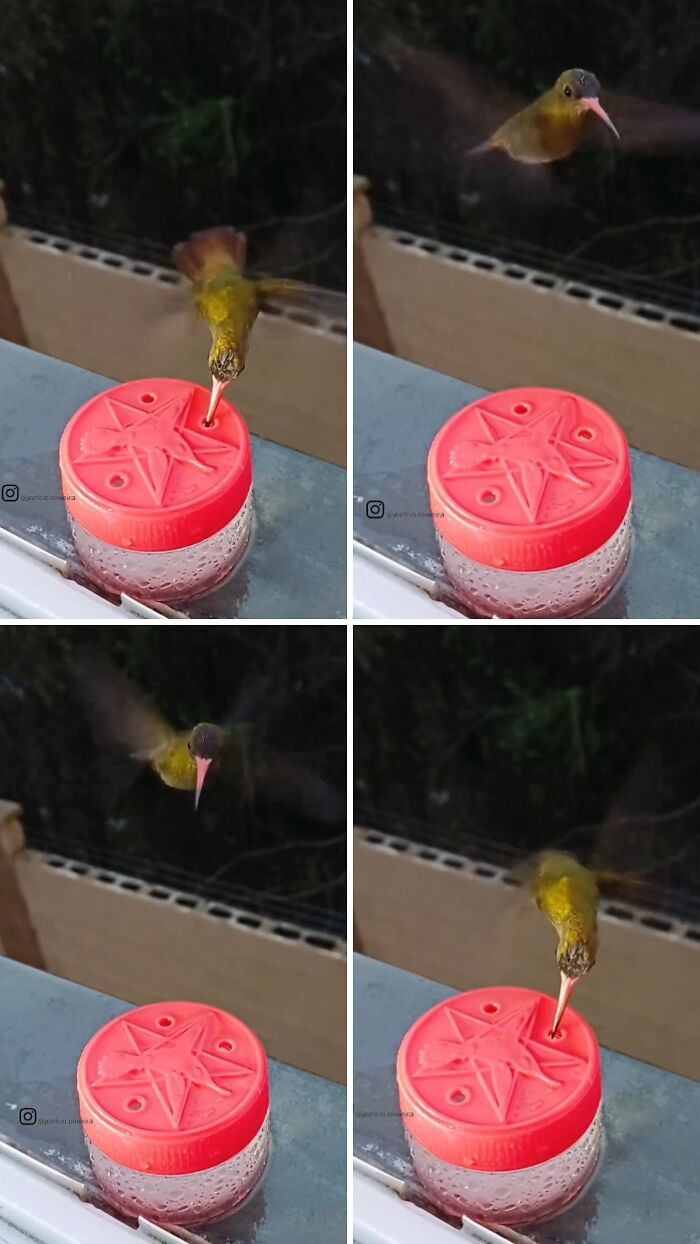 A sequence of four images showing a hummingbird feeding from a small red and clear bird feeder, acting as a bird restaurant.