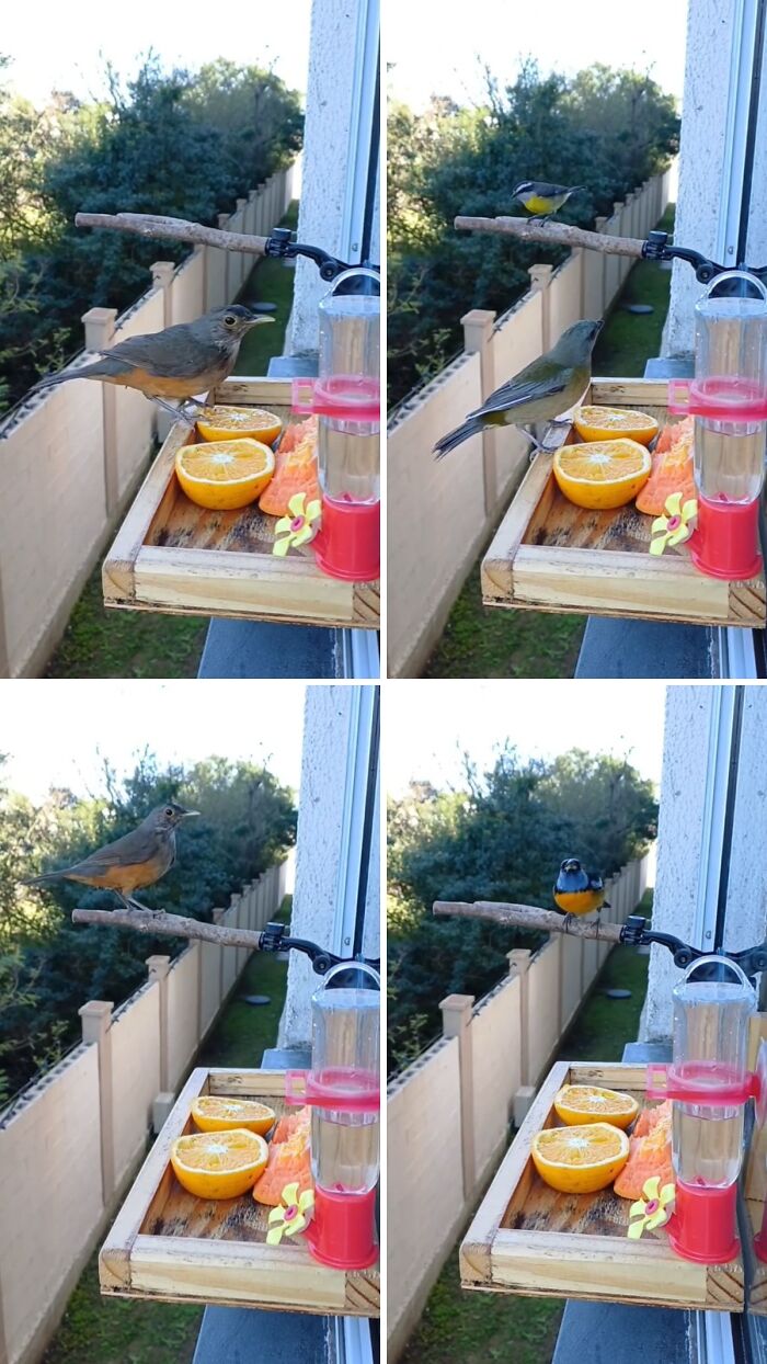 A window bird restaurant with multiple birds visiting, eating fruit. This bird restaurant provides food and shelter to the birds.