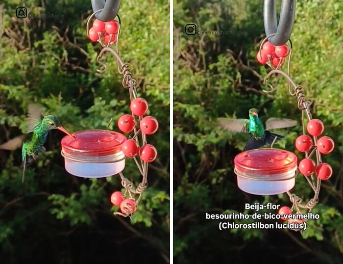 A hummingbird drinks from a window bird restaurant feeder. This bird restaurant provides food and shelter to the birds.