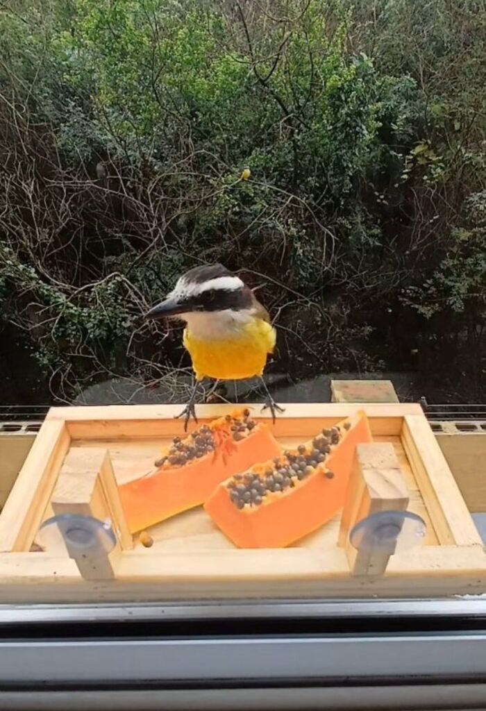 A Brazilian man's bird restaurant window setup, with a bird enjoying papaya. Many bird guests visit.