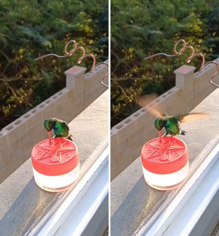 A window bird restaurant with a hummingbird drinking from the feeder. This bird restaurant provides food and shelter to the birds.