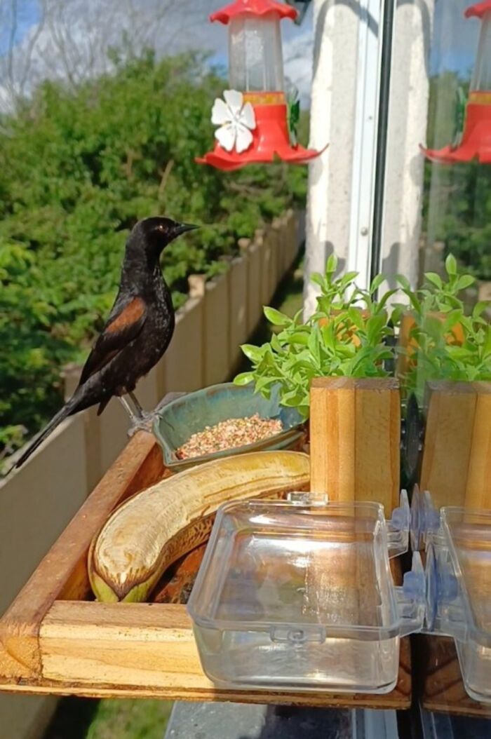 A dark bird perched on a window bird restaurant, with a banana and seeds for the bird guests.