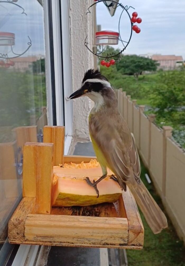 A bird perching on a window bird restaurant, with fresh papaya for the bird guests.