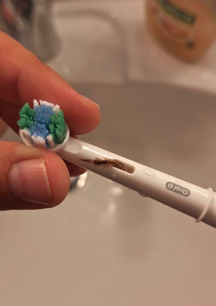 A small, bizarre insect on a toothbrush, an unexpected and truly strange discovery in a bathroom.