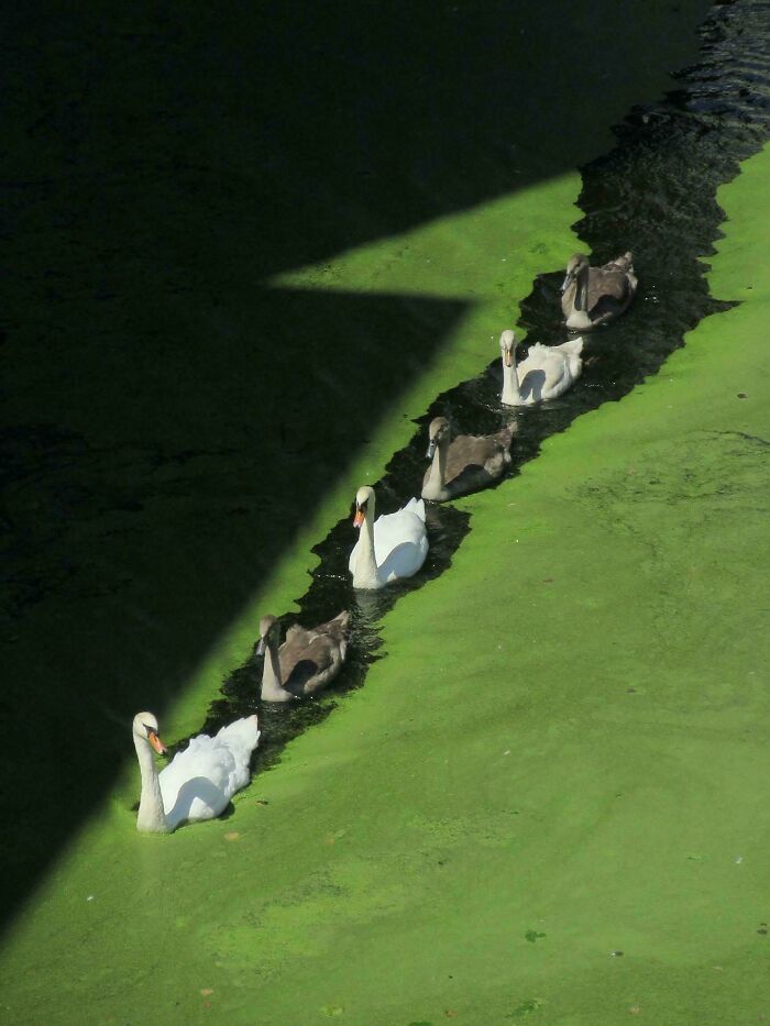 Mildly interesting picture of a line of swans and cygnets swimming in a pond covered with green algae.