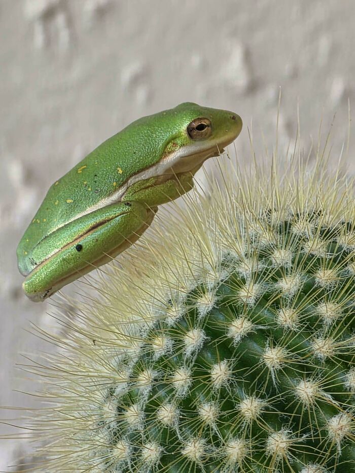Mildly interesting picture of a vibrant green frog perched on a spiky cactus, displaying a striking contrast.