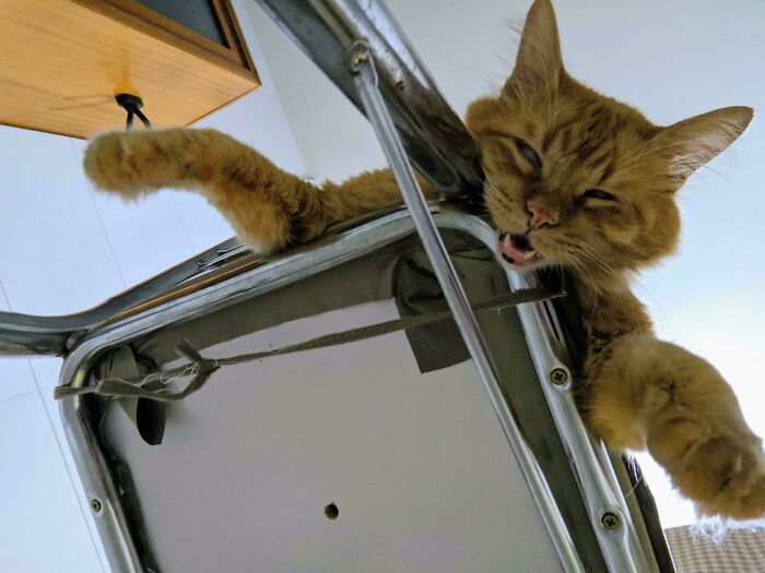 Mildly interesting picture of a ginger cat relaxing on a chair, showcasing its playful and sleepy expression.