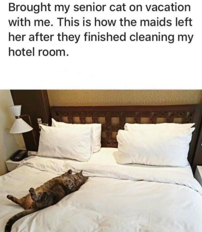 A funny cat meme of a senior cat relaxing on a hotel bed, lying on its back in a luxurious way.
