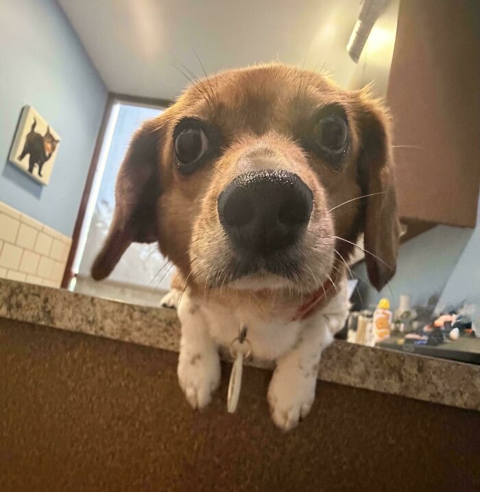A derpy beagle dog peeking over a counter with wide eyes, looking ridiculous.
