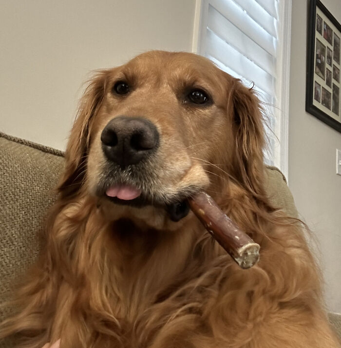 A golden retriever with a derpy expression, sticking out its tongue while holding a chew toy like a cigar.