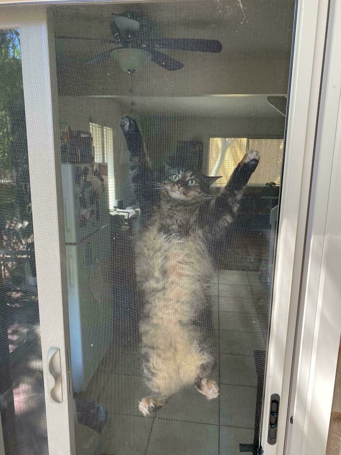 A derpy cat clinging to a screen door, stretching out its paws, looking ridiculous.