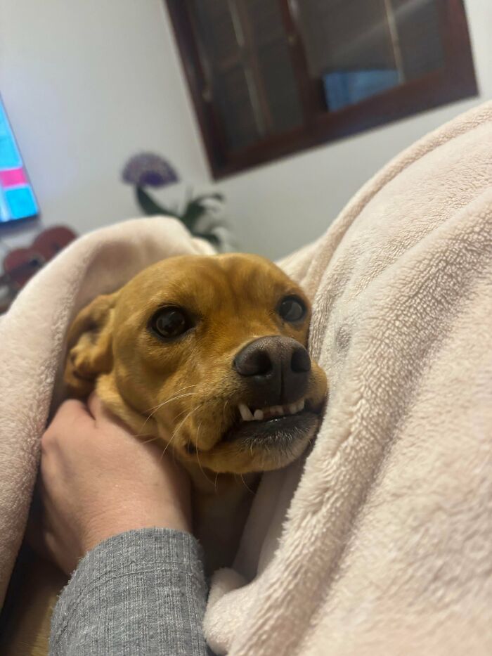 A small brown dog with a funny underbite, looking derpy and ridiculous while being held under a blanket.