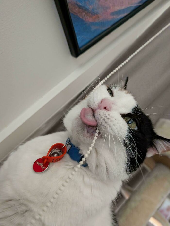 A black and white cat looking derpy, playing with a beaded blind cord and licking its tongue out.