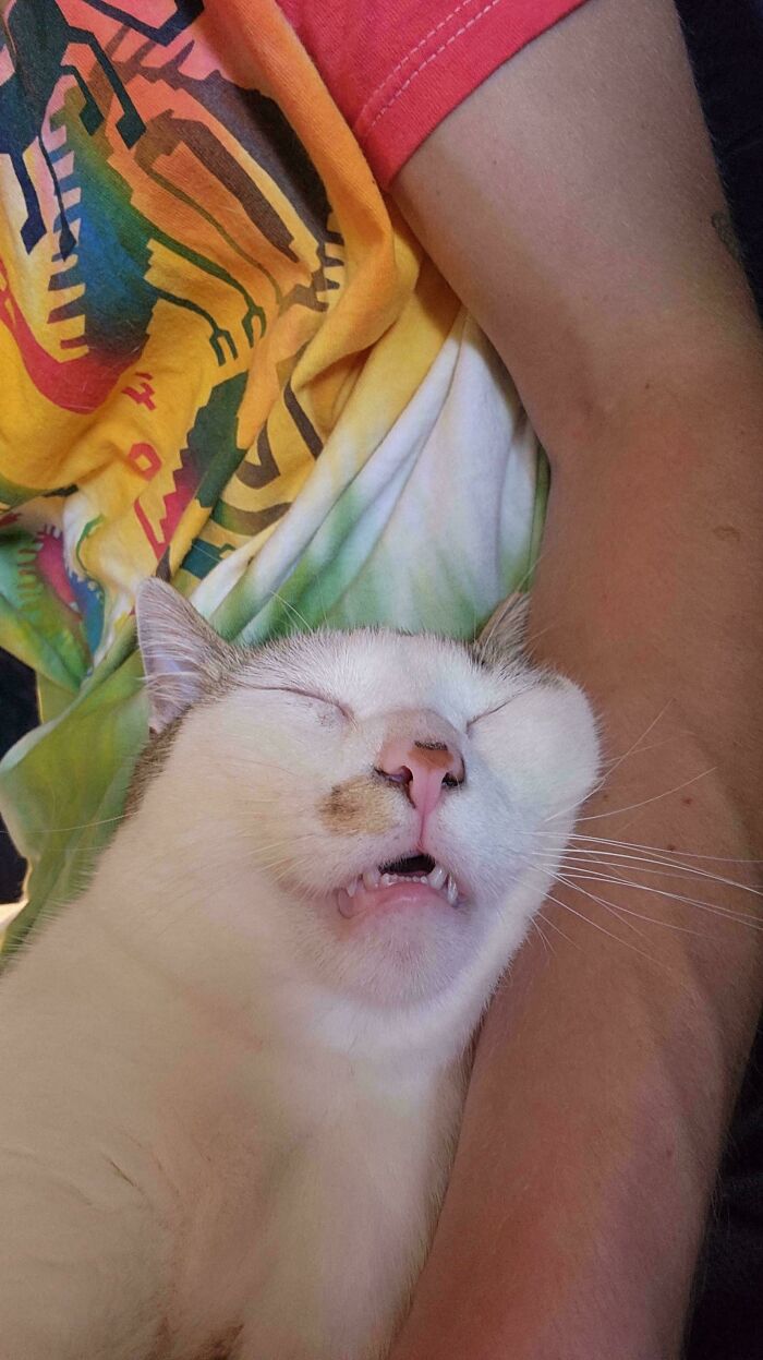 A derpy cat sleeping soundly with its mouth open, showing tiny teeth, looking ridiculous.