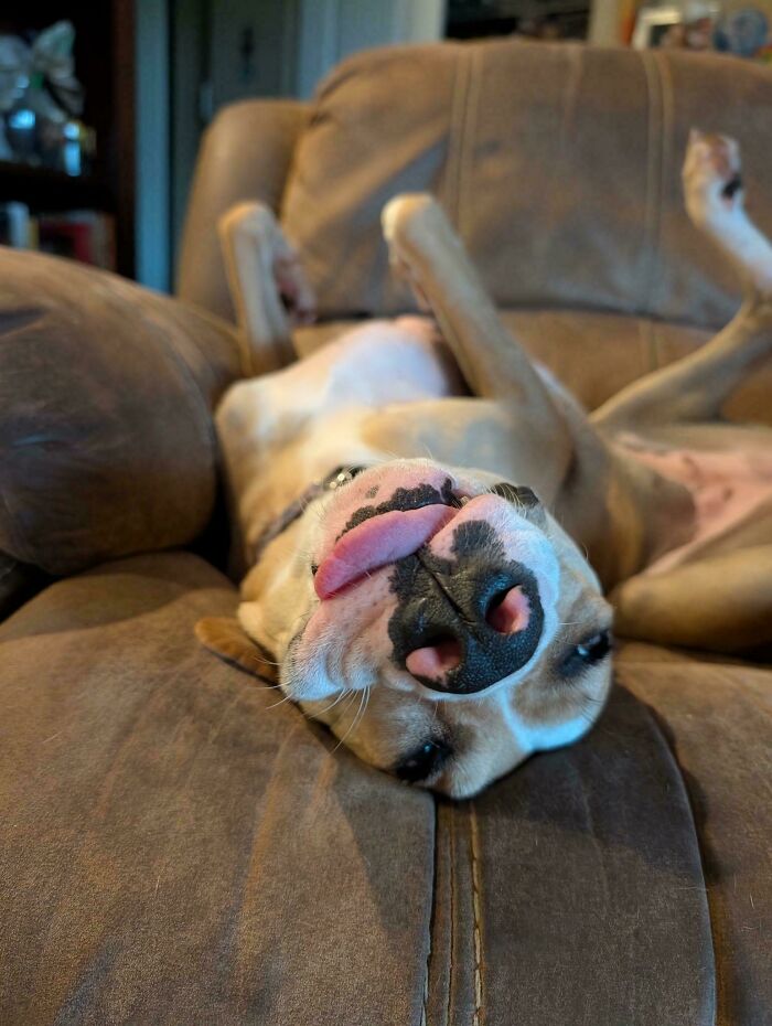 A derpy dog lying upside down on a brown couch, tongue hanging out, looking ridiculous.