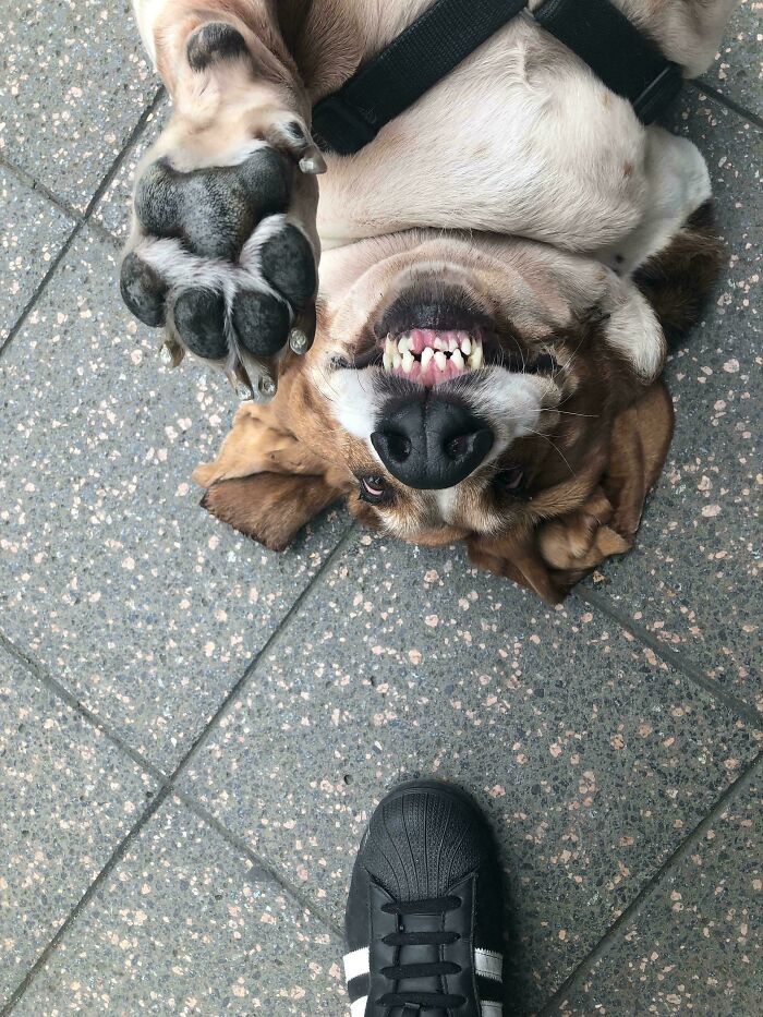A derpy dog lying on its back on tiled ground, showing its teeth and paw, looking ridiculous.