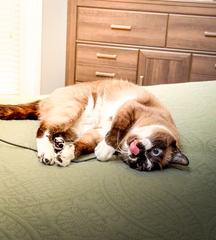 A derpy animal, a Siamese cat with blue eyes, rolls on a green blanket, sticking out its tongue playfully.