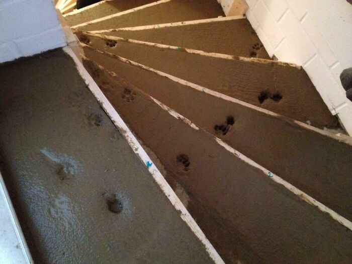 Paw prints embedded in fresh cement on stairs, illustrating questionable home improvement results.