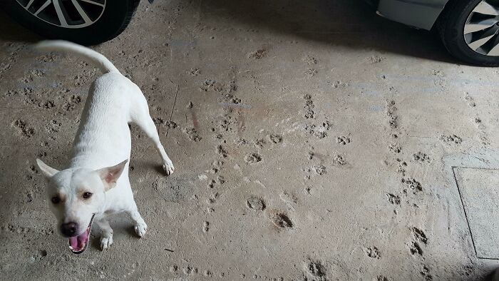 Questionable home improvement project: a white dog stands on a concrete floor with many paw prints.