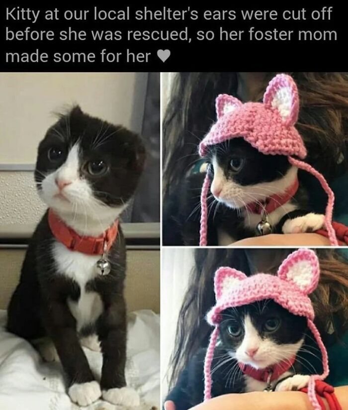Funny cat memes: a black and white kitten wearing a pink crocheted hat with ears, covering where its ears were cut off.