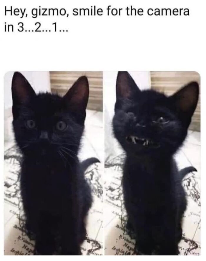 A funny cat meme of a black cat before and after smiling for the camera, showing tiny fangs.