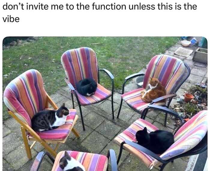 A funny cat meme showing multiple cats relaxing on chairs outdoors, representing a chill vibe.