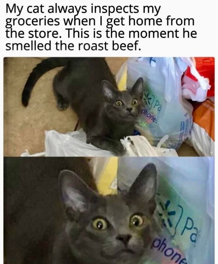 Funny cat meme of a grey cat with wide eyes reacting to smelling roast beef from groceries.
