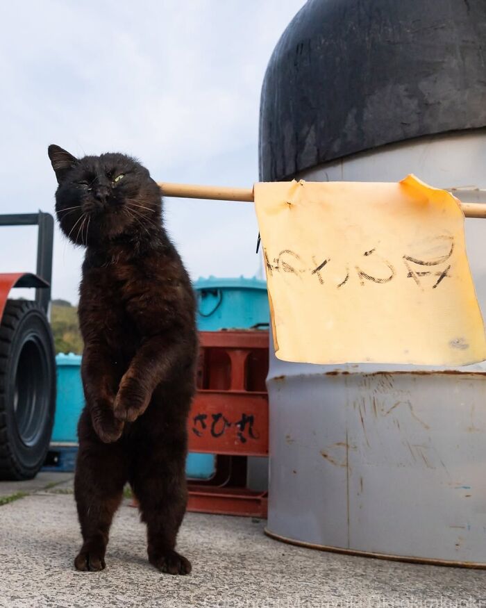A black cat standing on its hind legs next to a hanging sign, an expressive moment among Masayuki Oki's black cats.