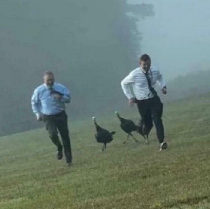 Two men in shirts and ties running down a grassy hill with two turkeys in a foggy setting, a mildly interesting picture.